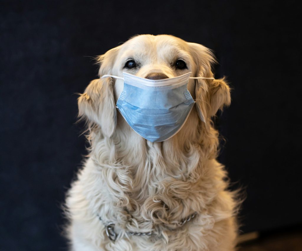 Dog coughing with mask on