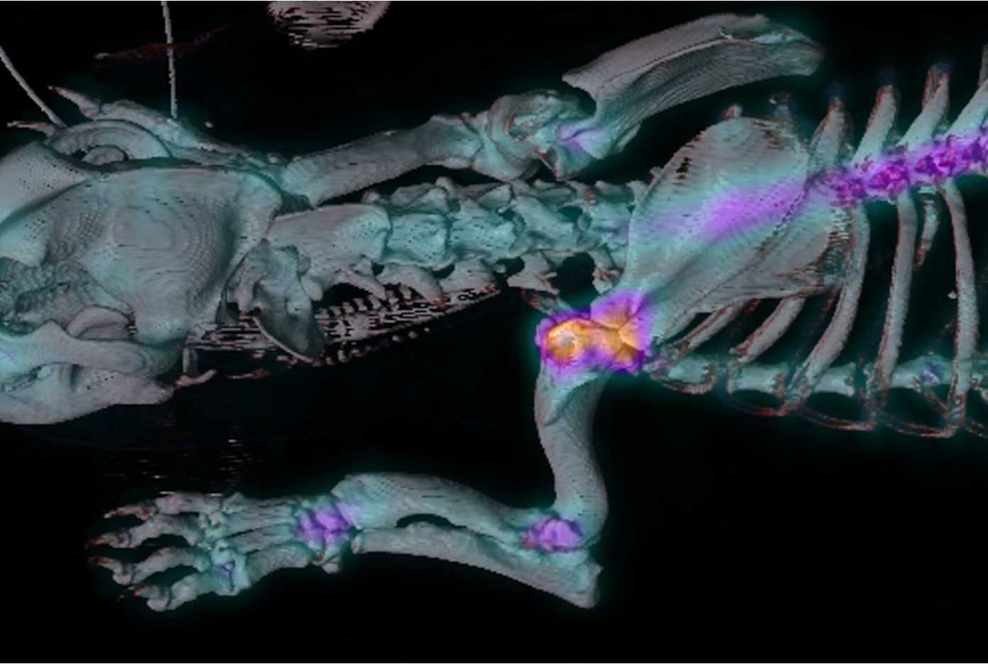 MediPaws | Bone Scan Clinic